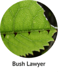 bush-lawyer