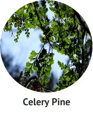 celery-pine