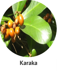 karaka
