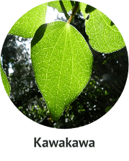 Kawakawa.png