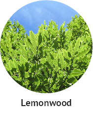 Lemonwood