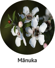 manuka