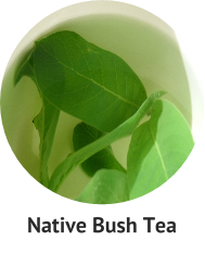 Pukatea – Laurelia novae-zelandiae – The Meaning of Trees