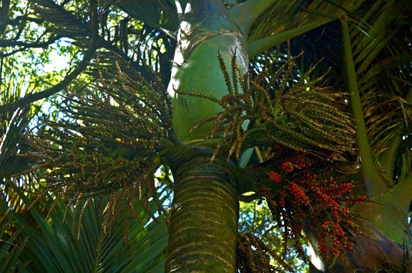 Nikau header