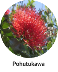 pohutukawa