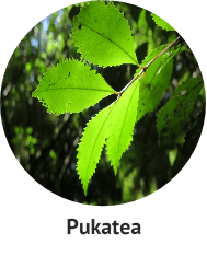 Pukatea