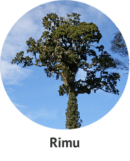 rimu