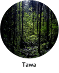 tawa