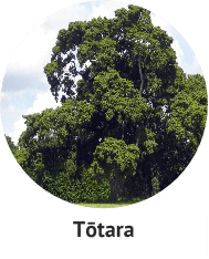 totara