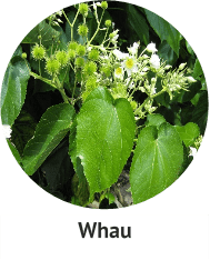 whau