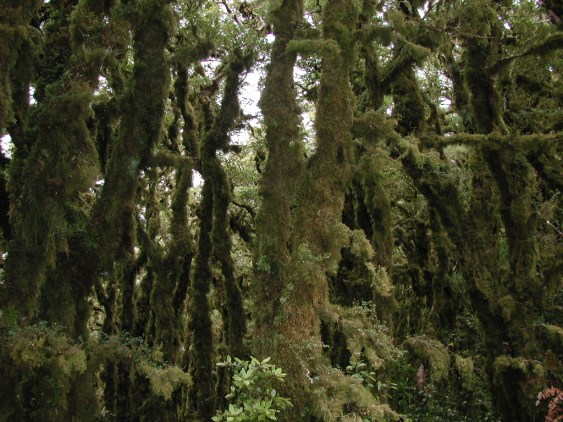 Silver beech tree trunks covered in moss in Pakuratahi Forest Park on west side of Mount Climie (Rimutaka Range).