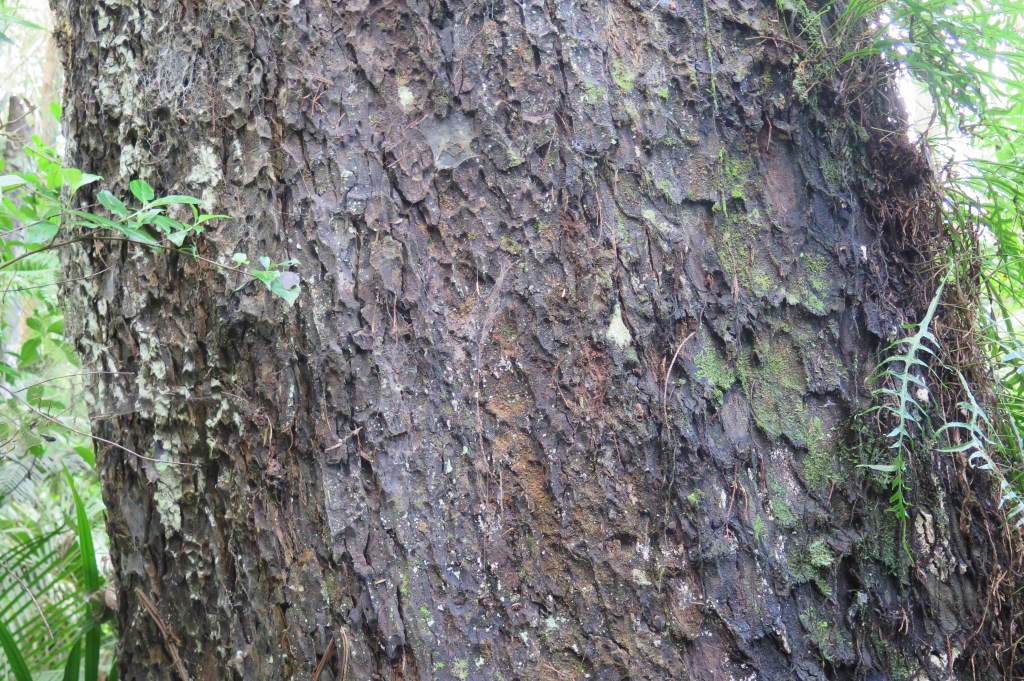 Rimu – Dacrydium cupressinum – The Meaning of Trees