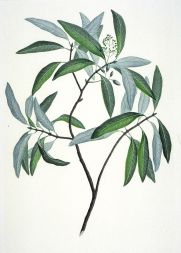 800px-Beilschmiediatawa