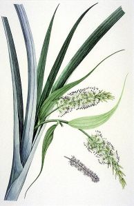 388px-Collospermum-hastatum