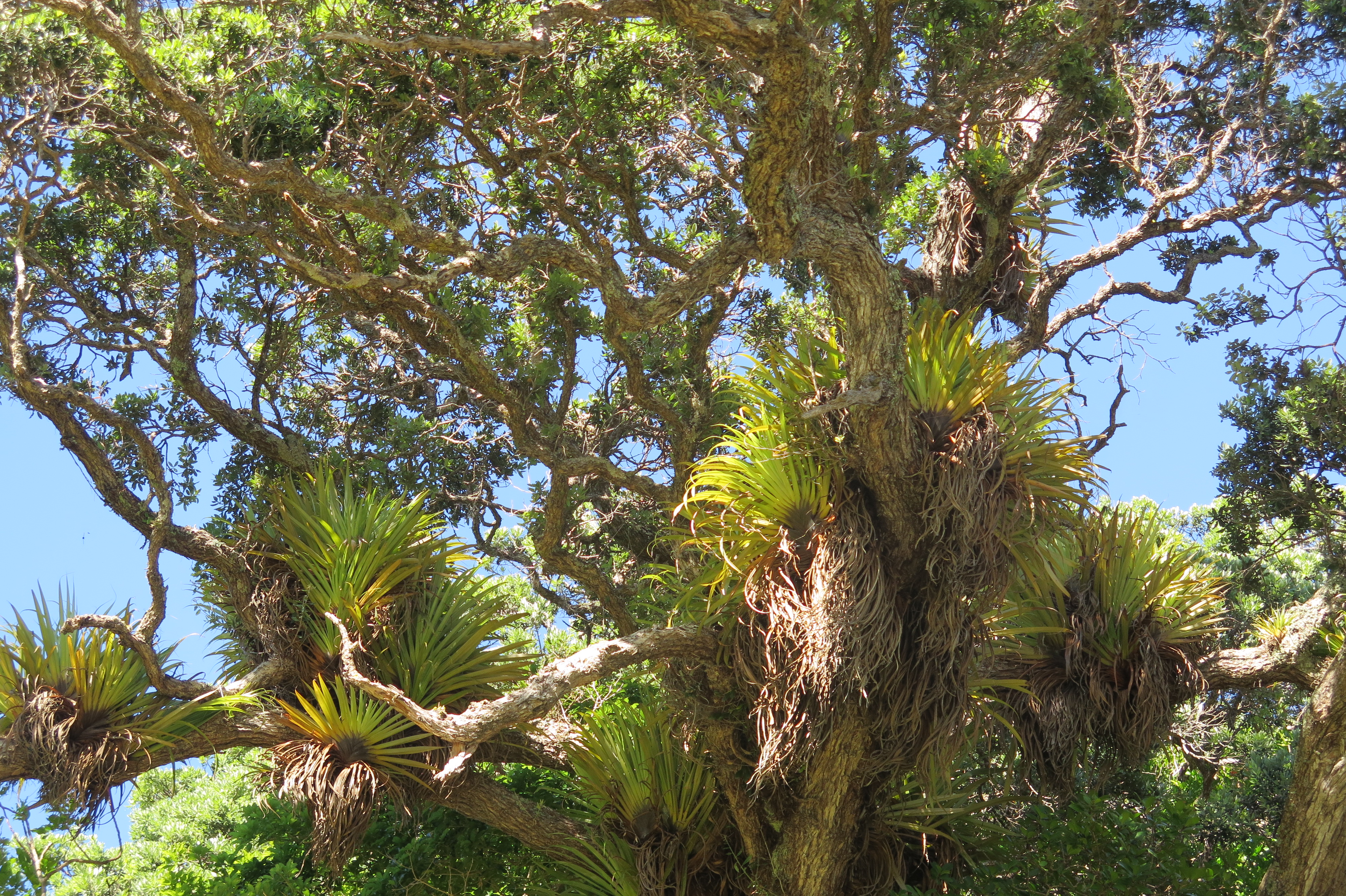 Kahakaha – Astelia hastatum – The Meaning of Trees