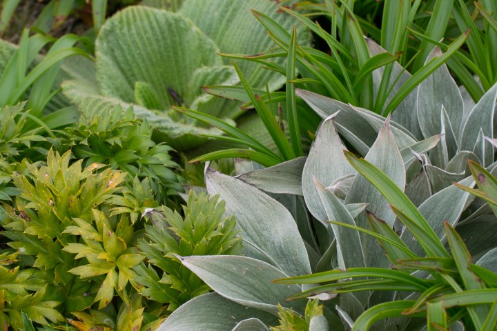 Megaherb2 (1 of 1).jpg