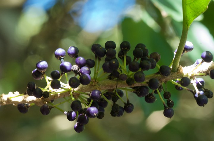 19324951761_9ccefd0268_o