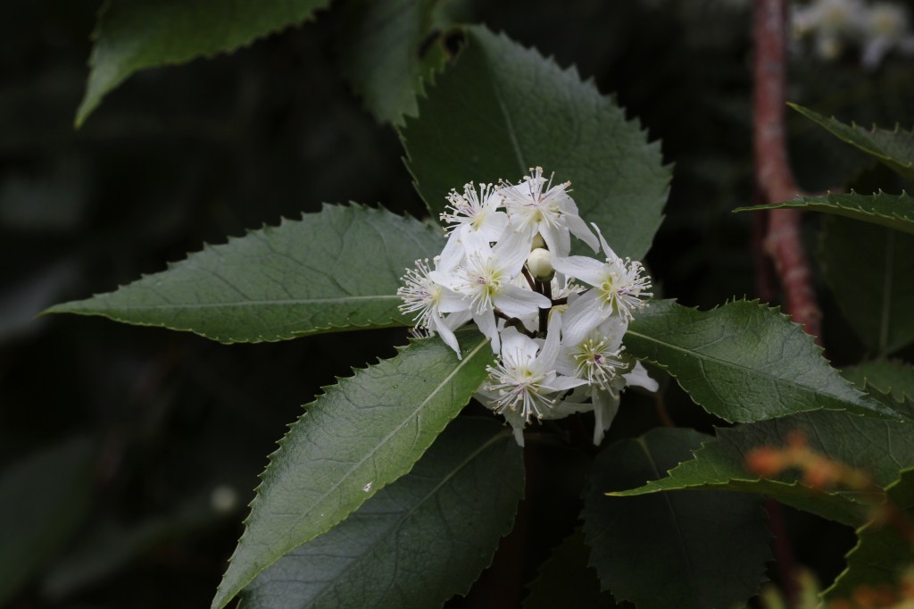 Lacebark – Hoheria populnea – The Meaning of Trees